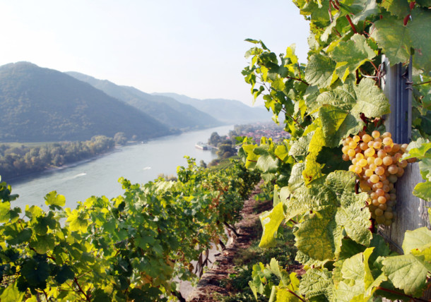     Výhľad na Dunaj: jeseň vo viniciach vo Wachau 